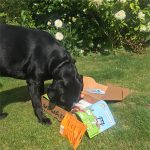 Emmy investigating her first WufWuf box