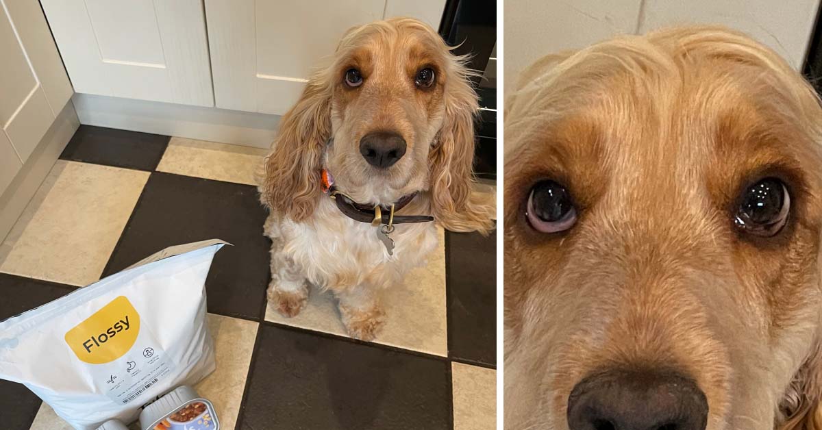 A medium sized long eared dog called Flossy posing next to her Tails.com food bag