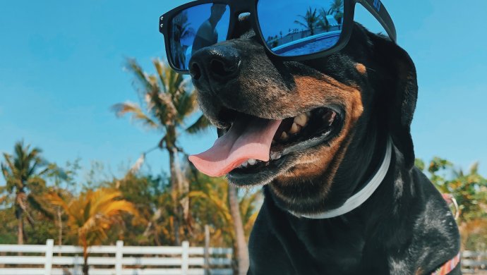A dog wearing sunglasses outside
