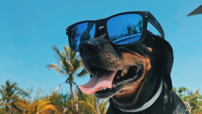 A dog wearing sunglasses outside